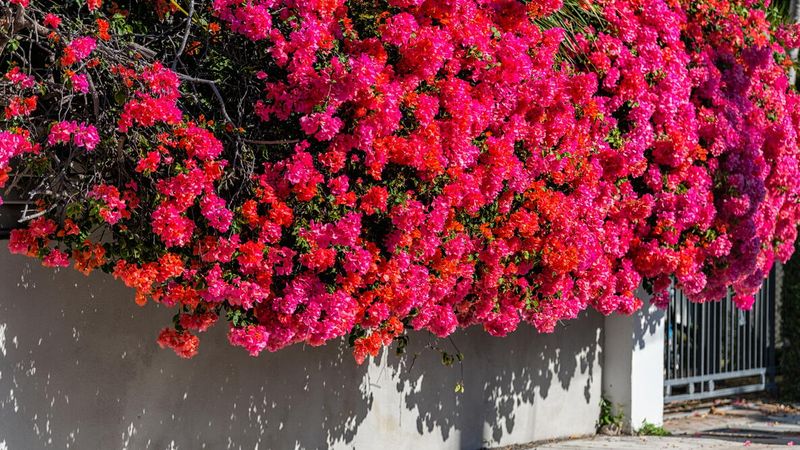 Bougainvillea Adds Bold Vertical Color