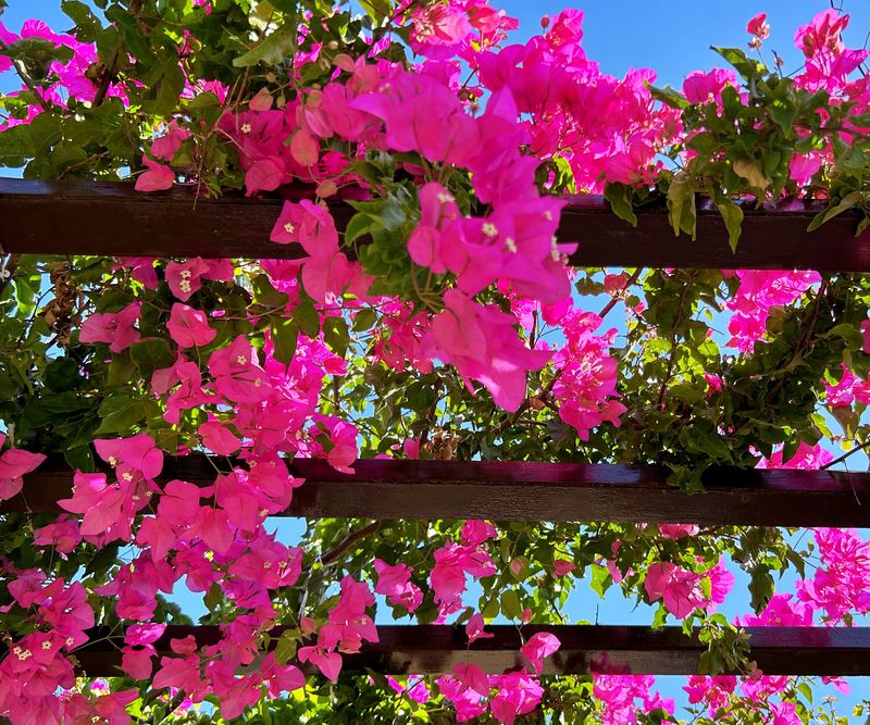 Bougainvillea Brings Bold Color To Strong Supports