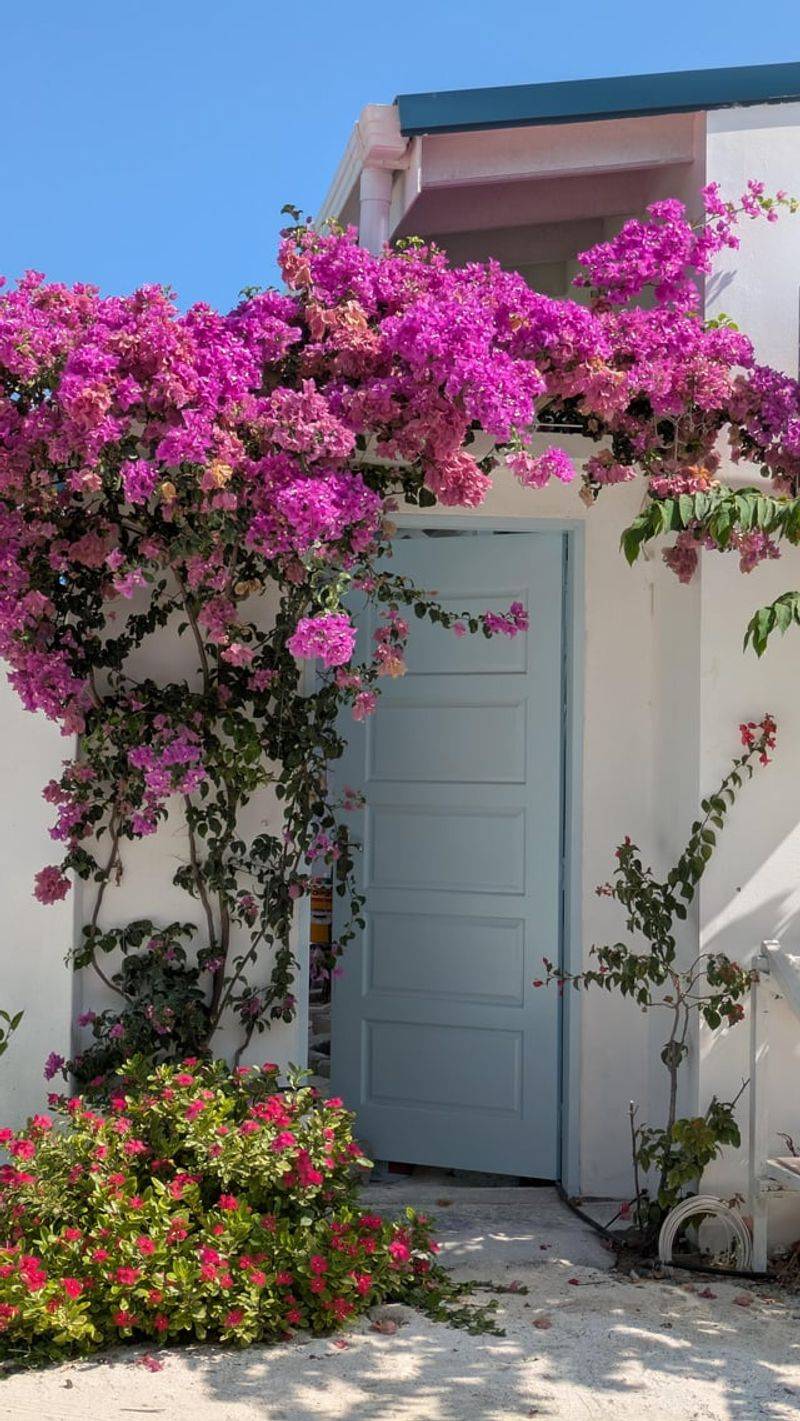 Bougainvillea Can Be Lightly Trimmed After Bloom