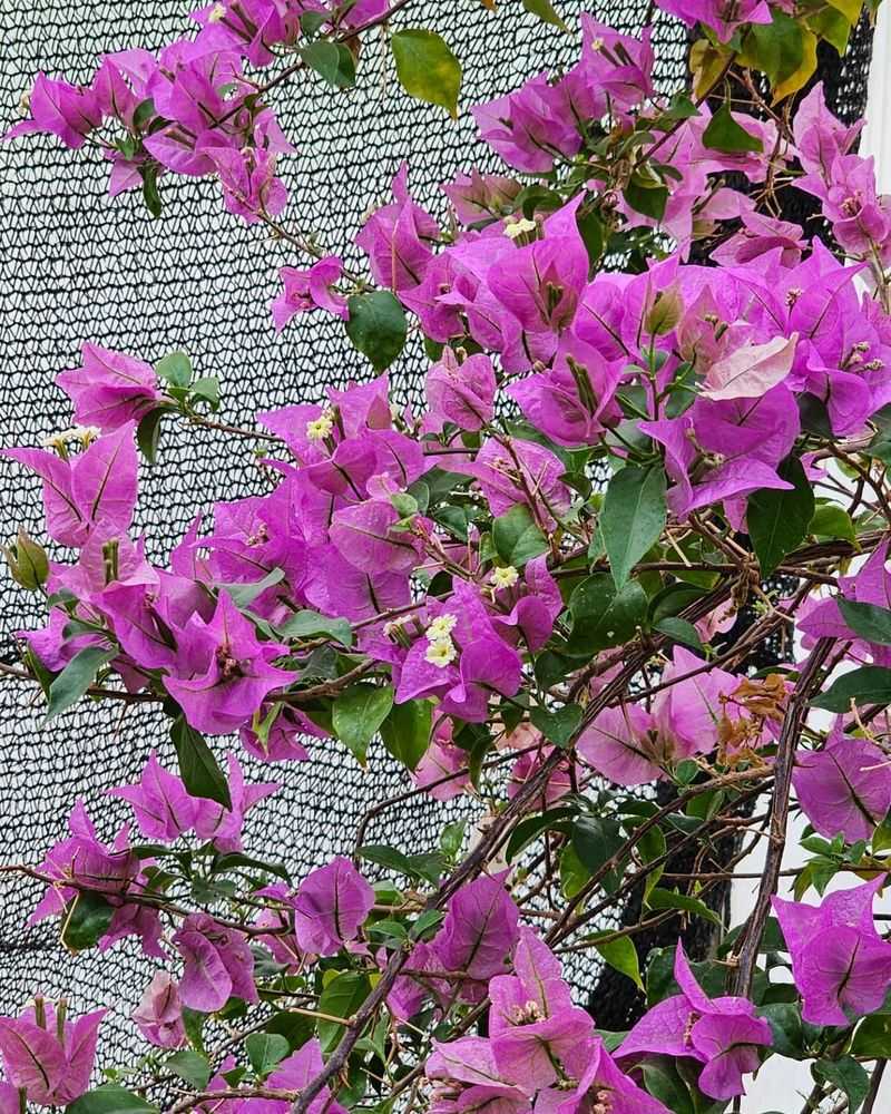 Bougainvillea Can Make Lavender Harder To Maintain Bougainvillea Can Make Lavender Harder To Maintain