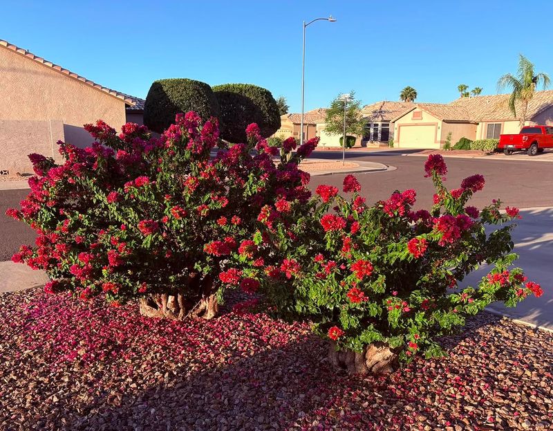 Bougainvillea Can Struggle With Extra Feeding Before Heat Bougainvillea Can Struggle With Extra Feeding Before Heat