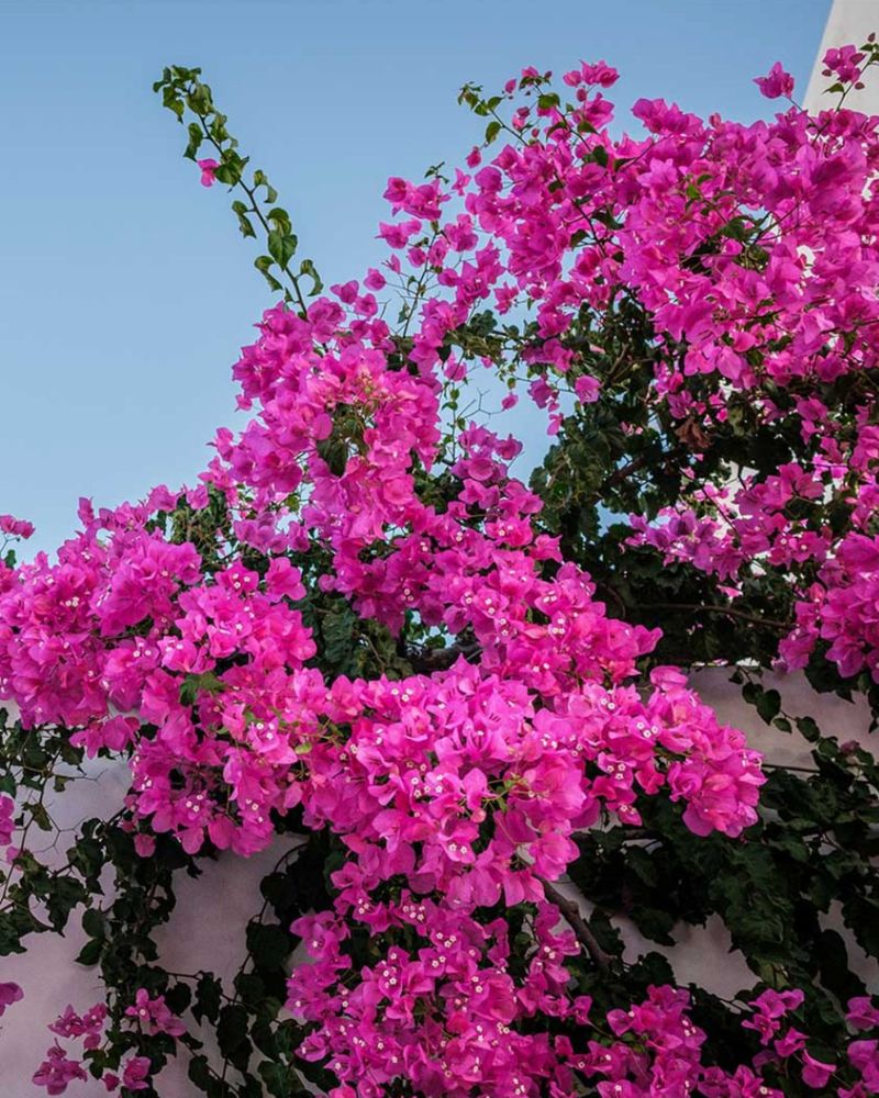 Bougainvillea Thorns Create Problems Near Entry Paths