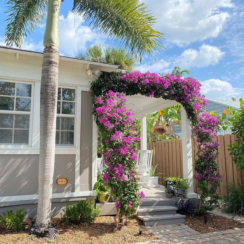 Bougainvillea Turns Tight Walls Into Thorny Work