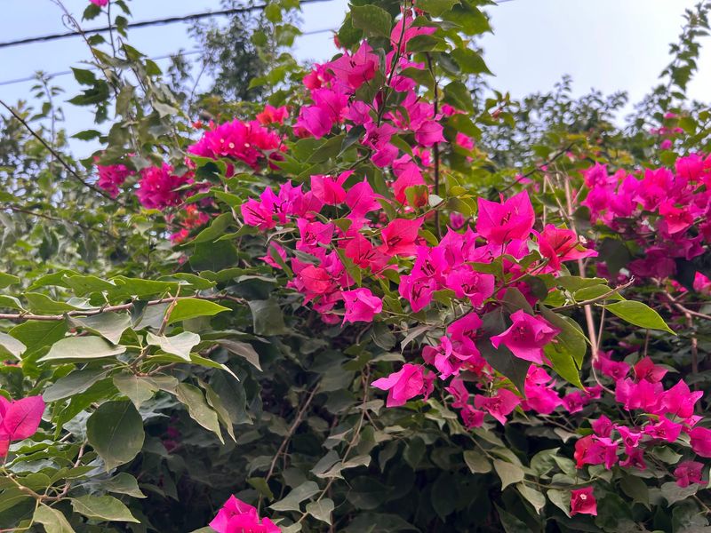 Bougainvillea With Light Feeding Only If Needed