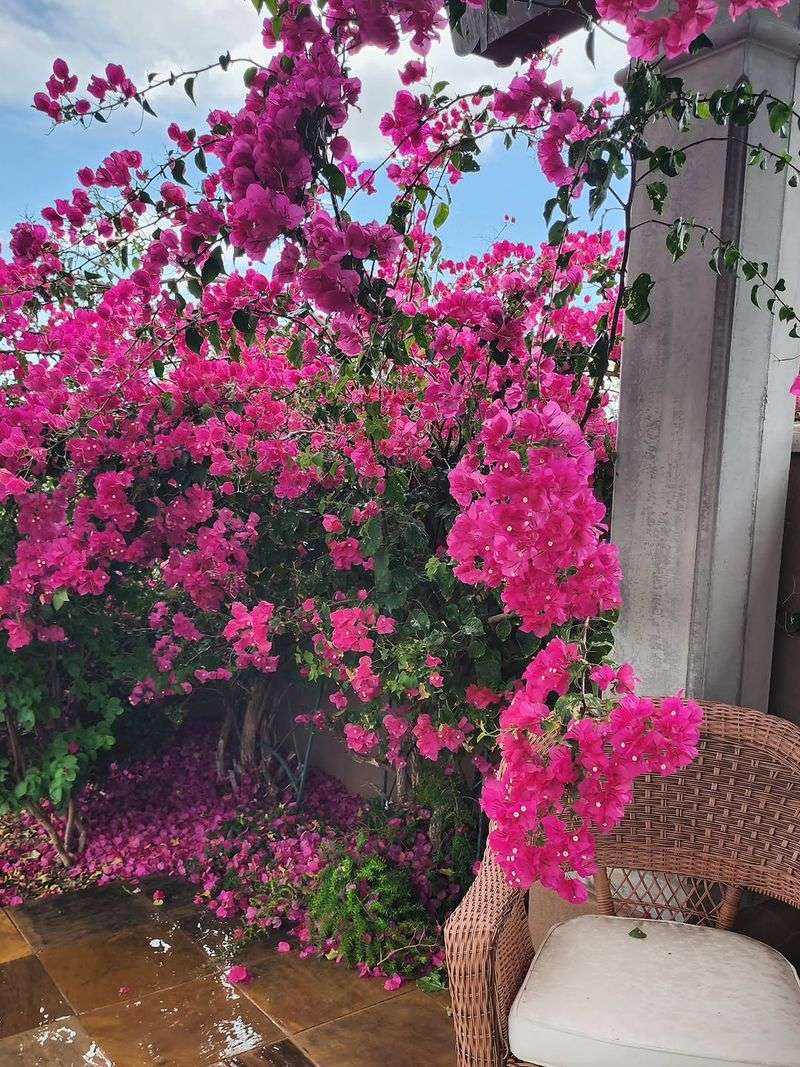 Bougainvillea