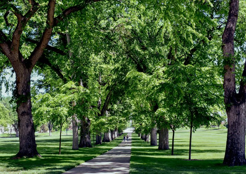Boulder Protects Heritage Trees With Fines
