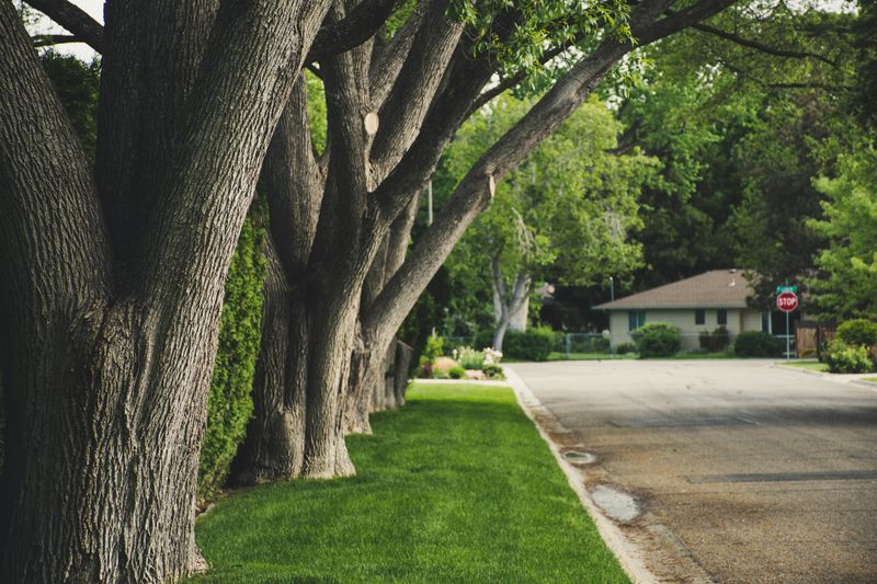 Boundary Trees Are Nobody's Favorite Conversation Topic