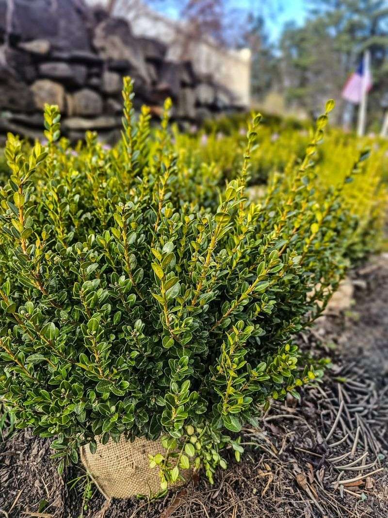 Boxwood