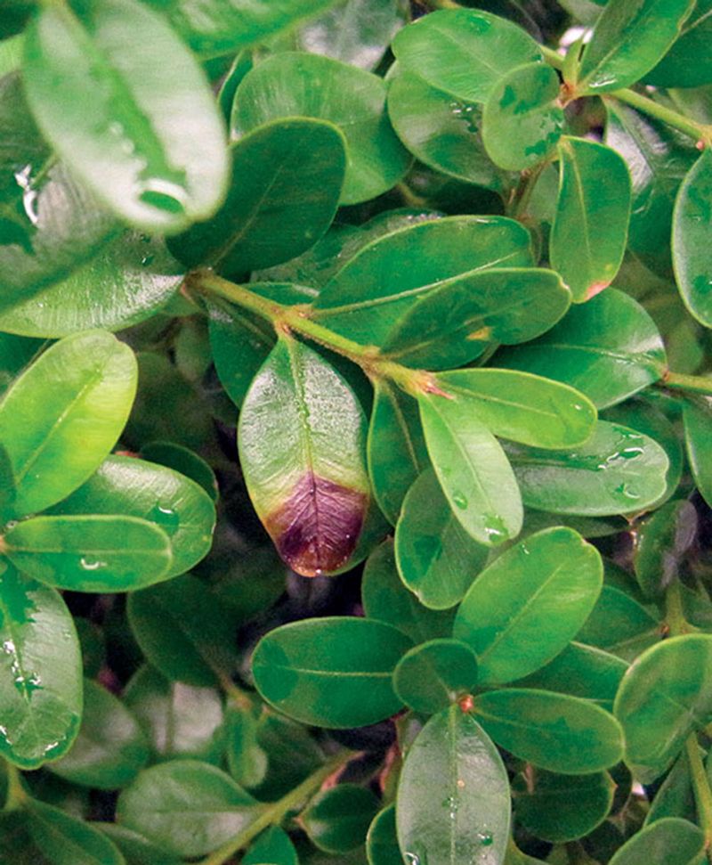 Boxwood Blight Causes Leaf Drop That Winter Burn Does Not