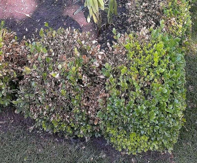 Boxwood Borders Struggle In Damp Shade