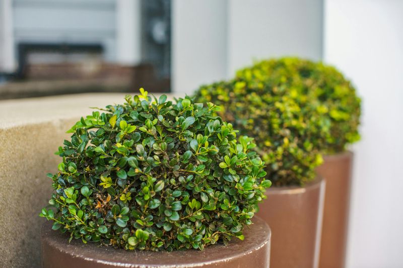 Boxwood (Buxus)
