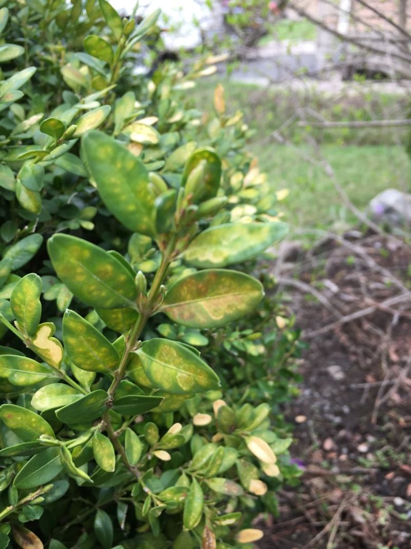 Boxwood Leafminer Can Look Like Winter Burn From A Distance