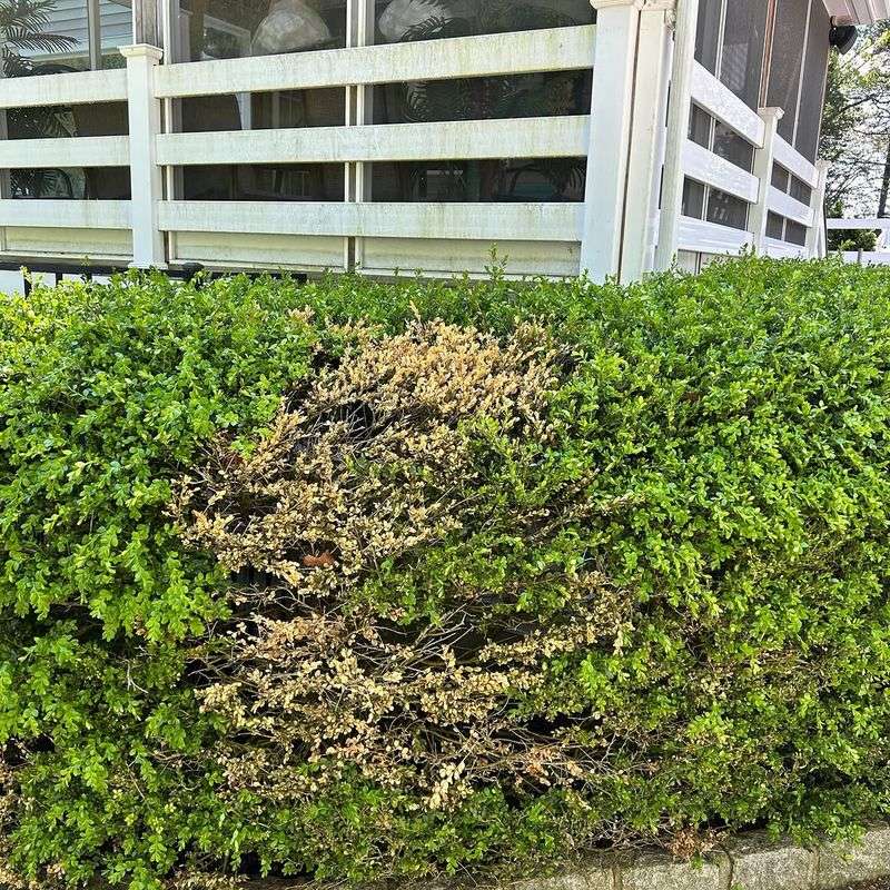 Boxwood Needs More Pest And Pruning Attention Than Expected