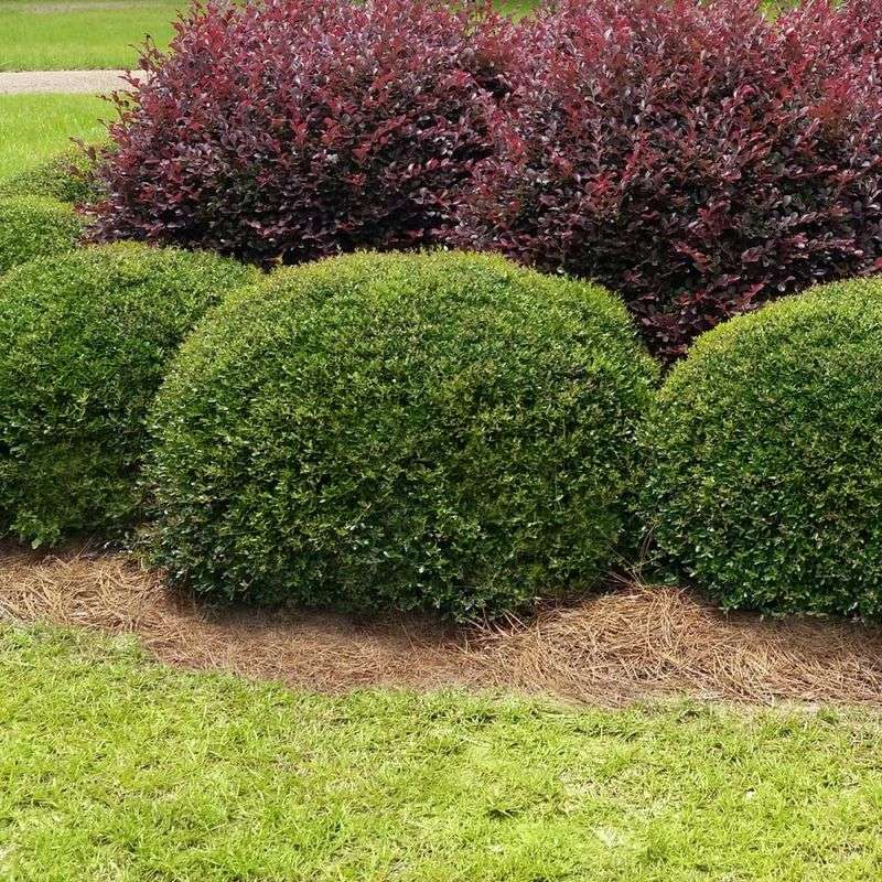 Boxwood Replaced With Dwarf Yaupon Holly Boxwood Replaced With Dwarf Yaupon Holly