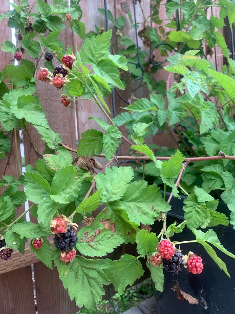 Boysenberries