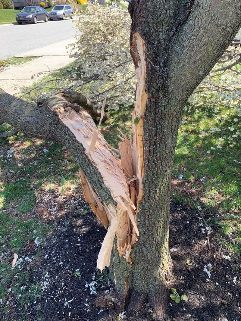Bradford Pear Splits Apart In Strong Wind Bradford Pear Splits Apart In Strong Wind