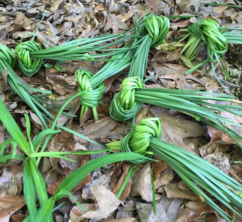 Braiding Or Tying Leaves Too Early Can Weaken Bulbs Braiding Or Tying Leaves Too Early Can Weaken Bulbs