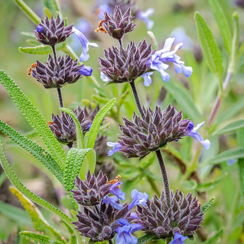Brandegee's Sage Brandegee's Sage