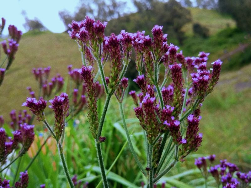 Brazilian Vervain That Pops Up Everywhere