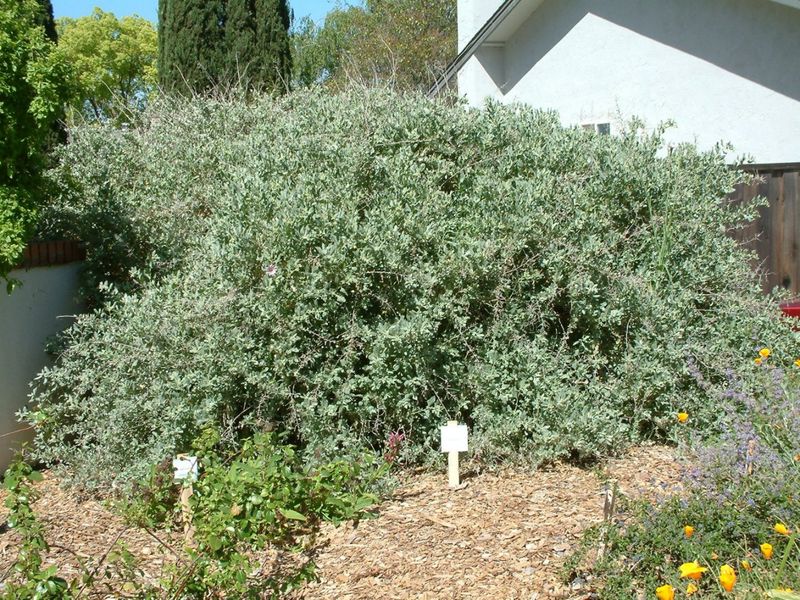 Brewer's Saltbush