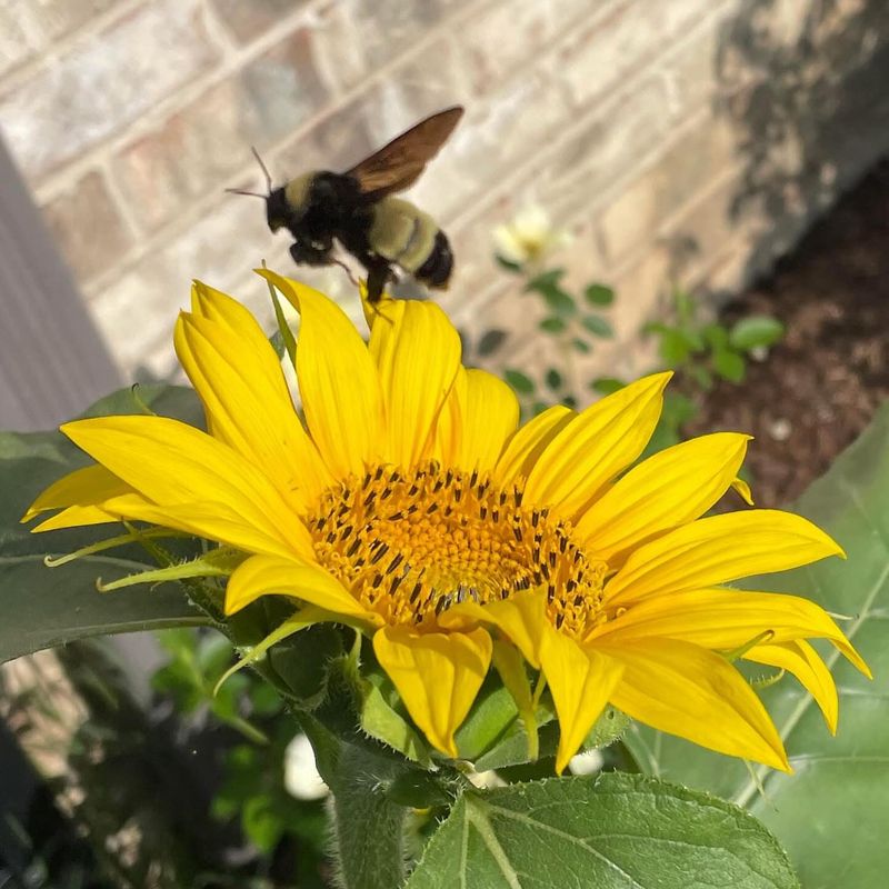 Bright Blooms Attract Pollinators