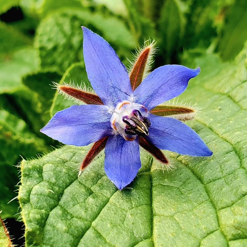 Bright Blue Blooms Last Through Warm Weather