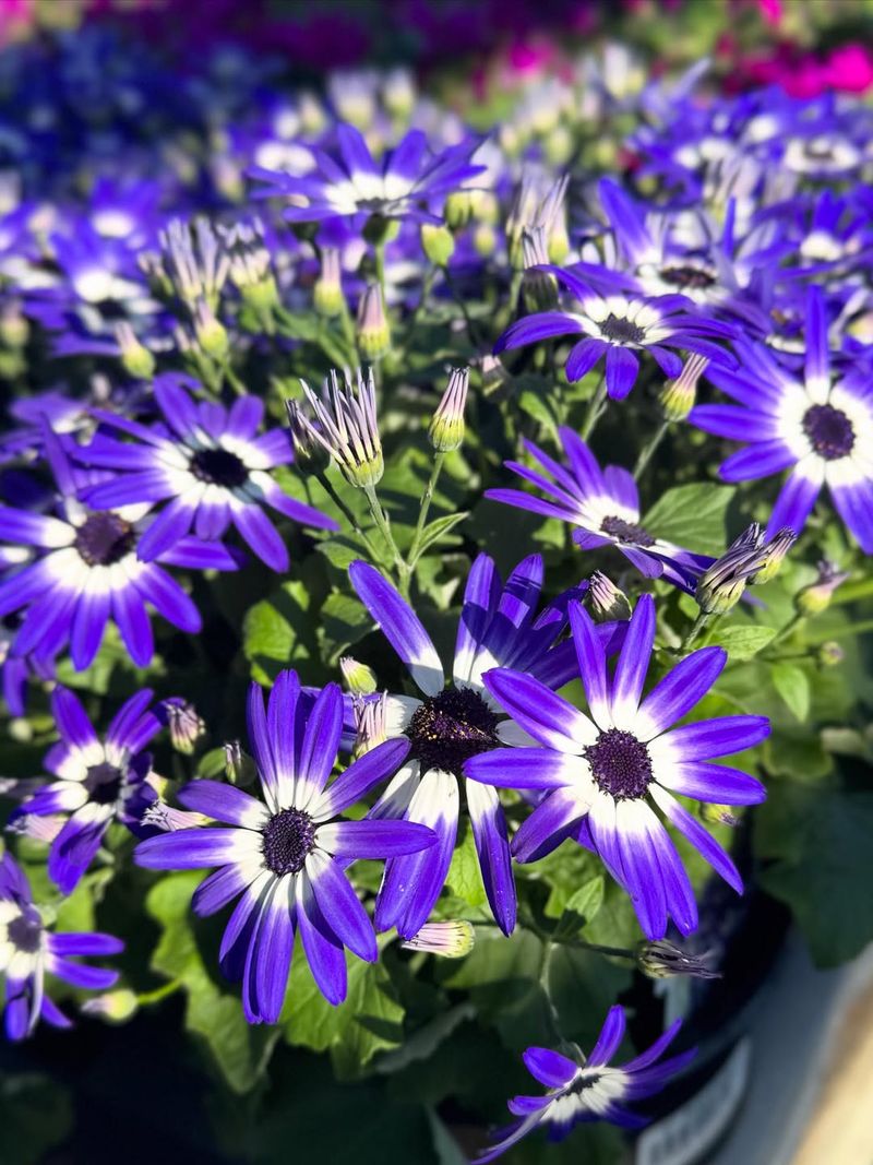Bright Daisy Like Flowers Stay Active Through Heat Waves Bright Daisy Like Flowers Stay Active Through Heat Waves