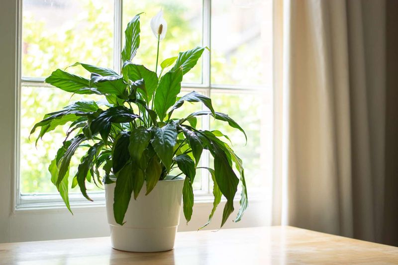 Bright Indirect Light Supercharges Your Fertilizer