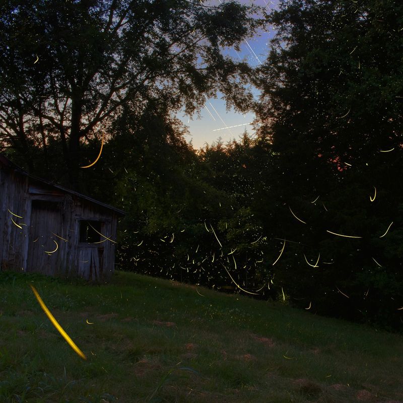Bright Outdoor Lights Can Disrupt Firefly Activity Bright Outdoor Lights Can Disrupt Firefly Activity