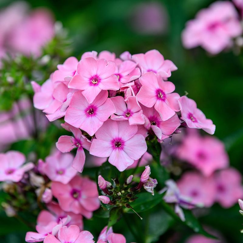 Bright Pink Blooms Keep Drawing Butterflies All Summer