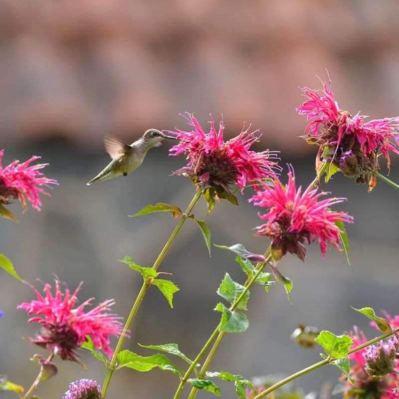 Bright Tubular Blooms Stand Out To Passing Hummingbirds Bright Tubular Blooms Stand Out To Passing Hummingbirds