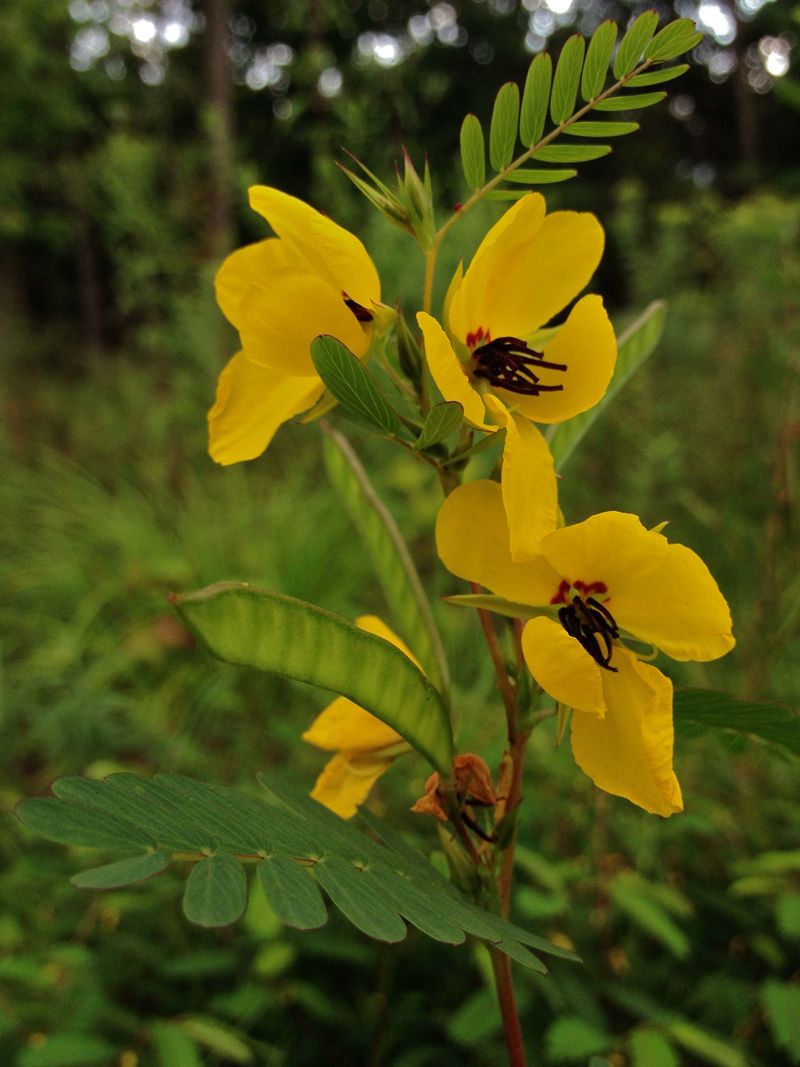 Bright Yellow Flowers Help Partridge Pea Stand Out