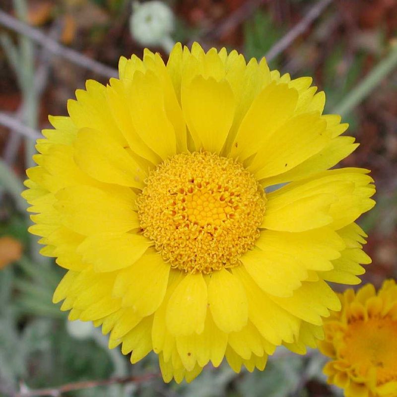 Bright Yellow Flowers Stand Out In Dry Arizona Beds