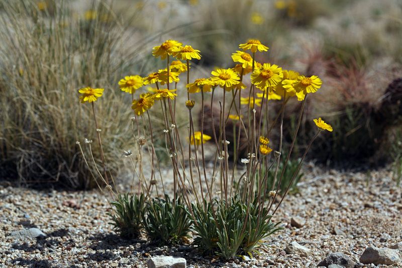 Bright Yellow Petals Hold Their Color In Direct Sunlight