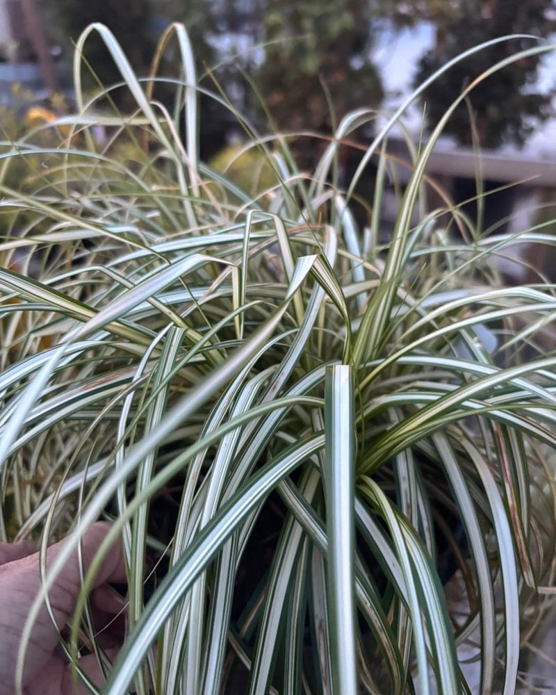 Brighten Edges With Evergold Sedge