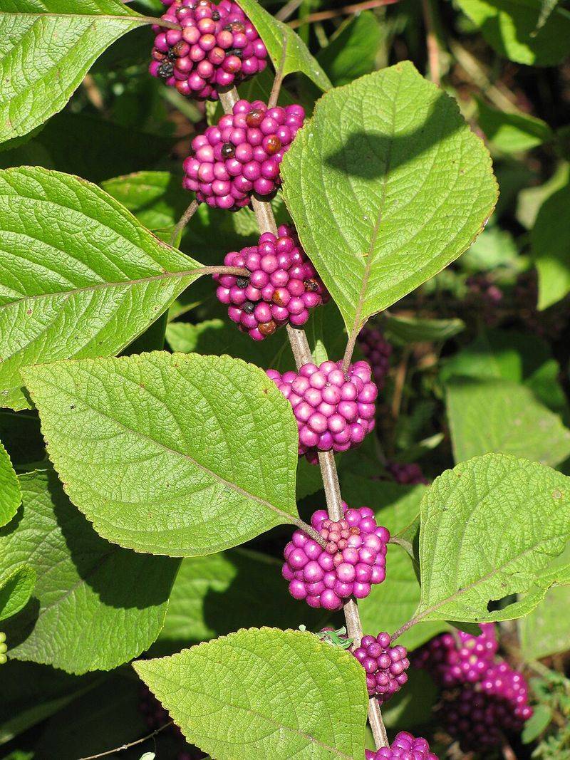 Brighten Shady Corners With Beautyberry