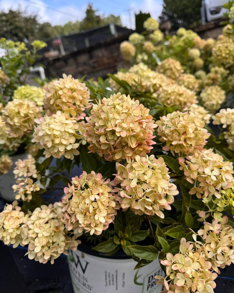 Bring Big Blooms With Panicle Hydrangeas
