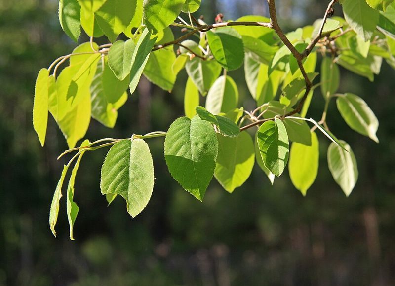 Bring Four Season Privacy With Serviceberry