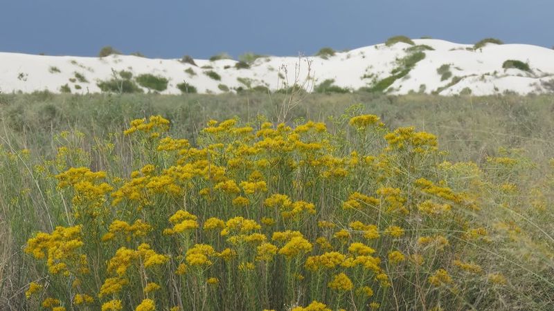 Bring In Rabbitbrush For Golden Fall Color Bring In Rabbitbrush For Golden Fall Color
