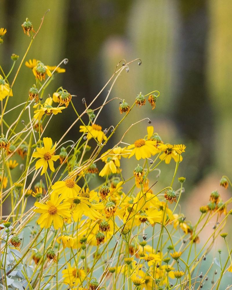 Brittlebush Loves Lean, Dry Soil