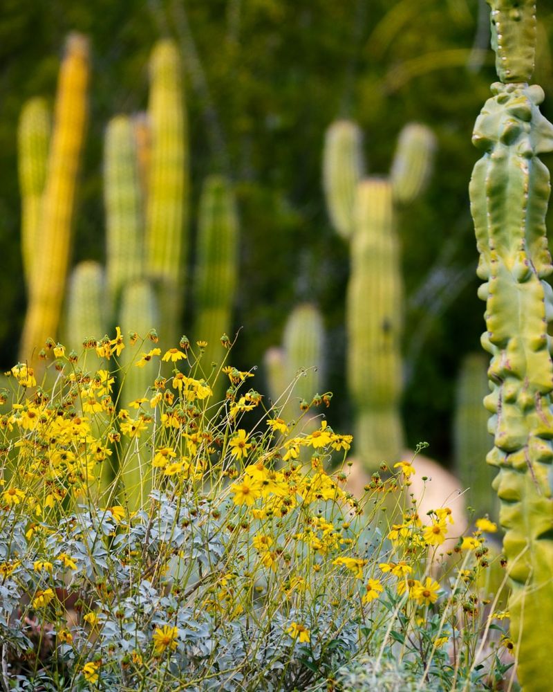 Brittlebush