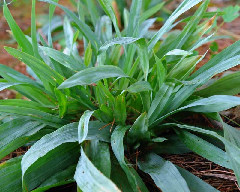 Broad-Leaved Sedge Softens The Space Under Trees Broad-Leaved Sedge Softens The Space Under Trees