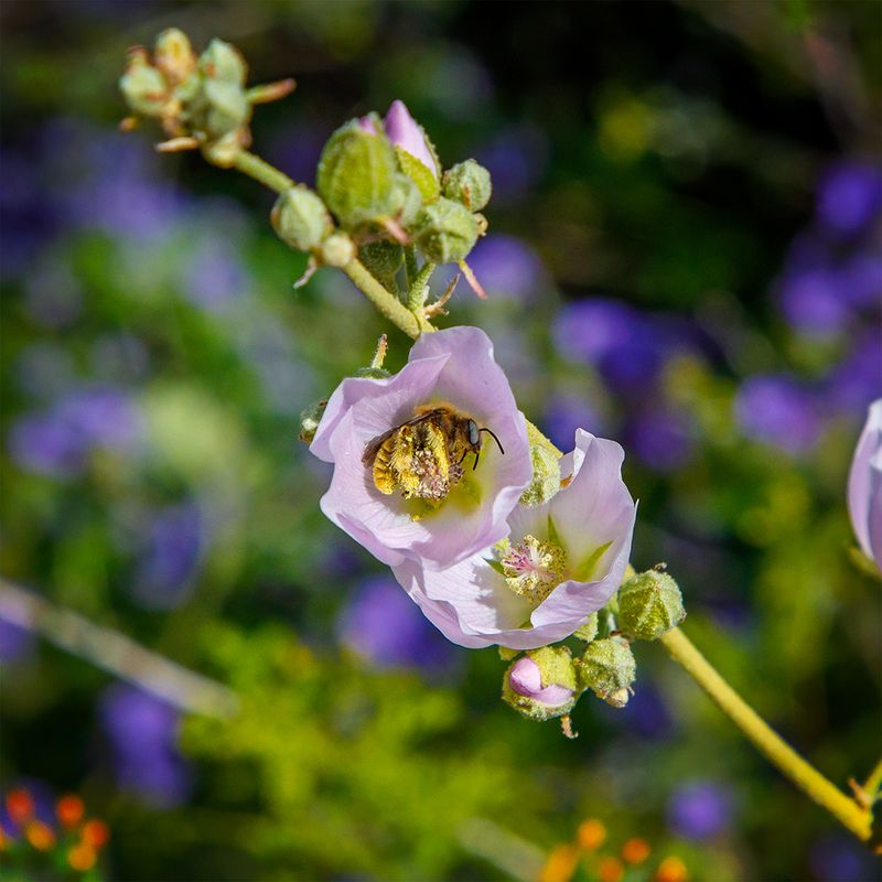 Broad-Spectrum Pesticides Can Harm Beneficial Insects