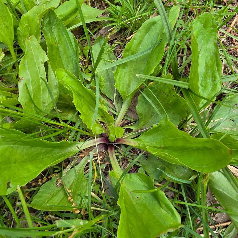 Broadleaf Plantain Or Ribwort Plantain