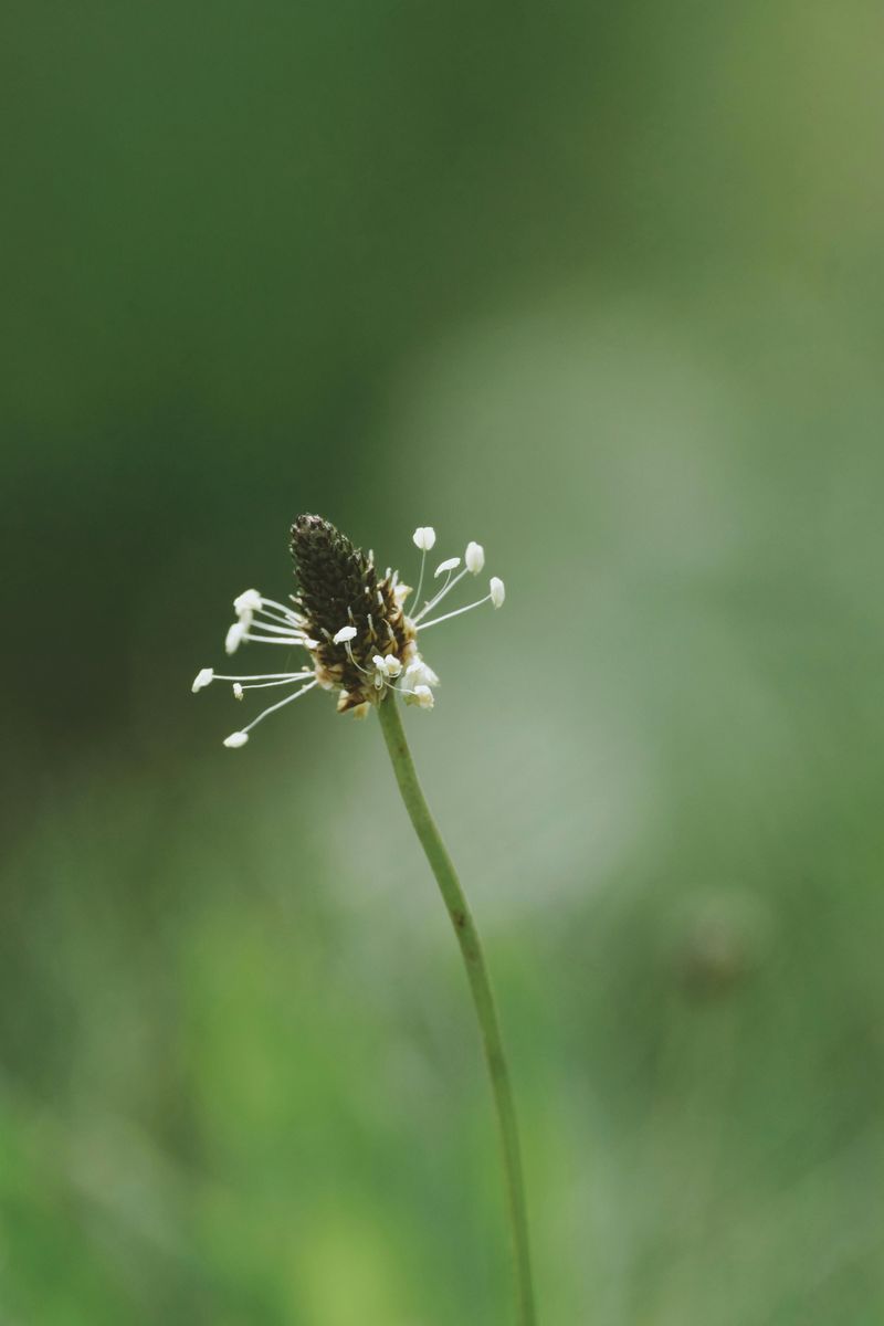 Broadleaf Plantain