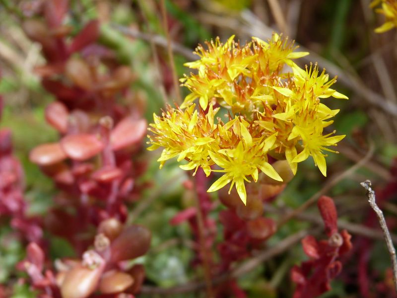 Broadleaf Stonecrop Fits Small Sunny Spaces Broadleaf Stonecrop Fits Small Sunny Spaces
