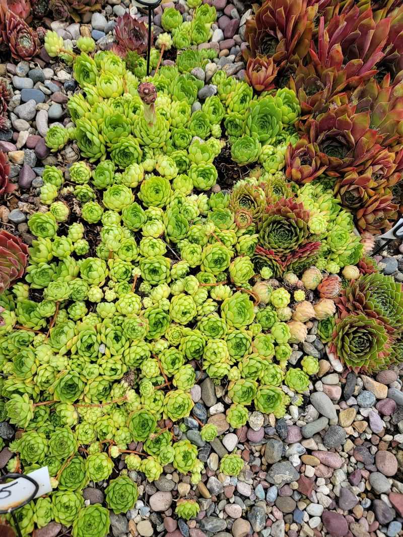 Broadleaf Stonecrop