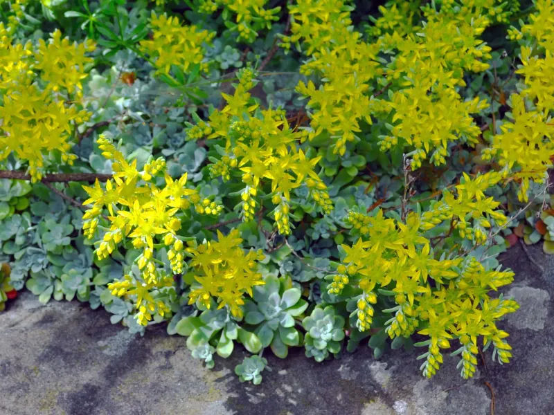 Broadleaf Stonecrop