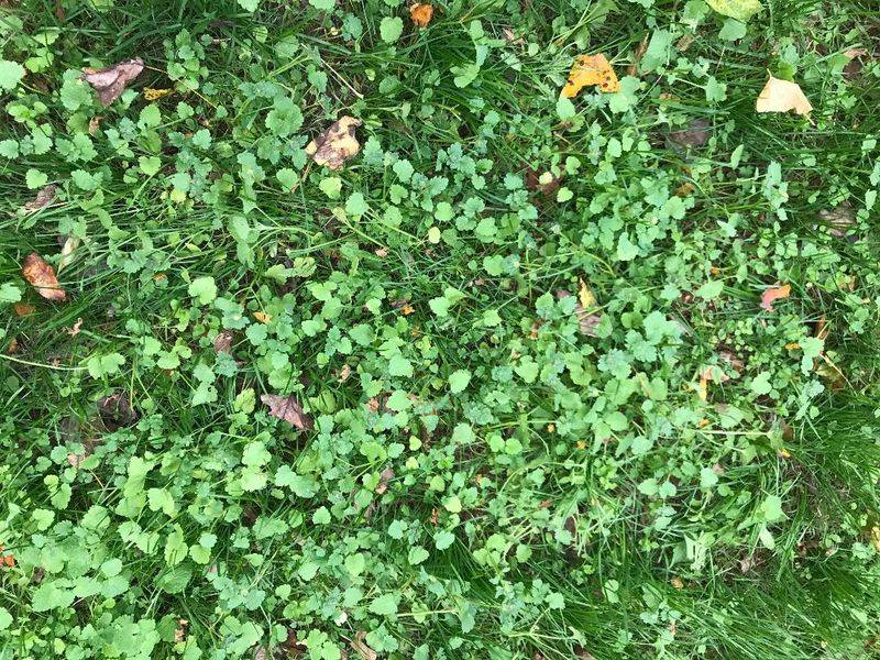 Broadleaf Weeds Are Easier To Tackle Before Summer Stress Builds