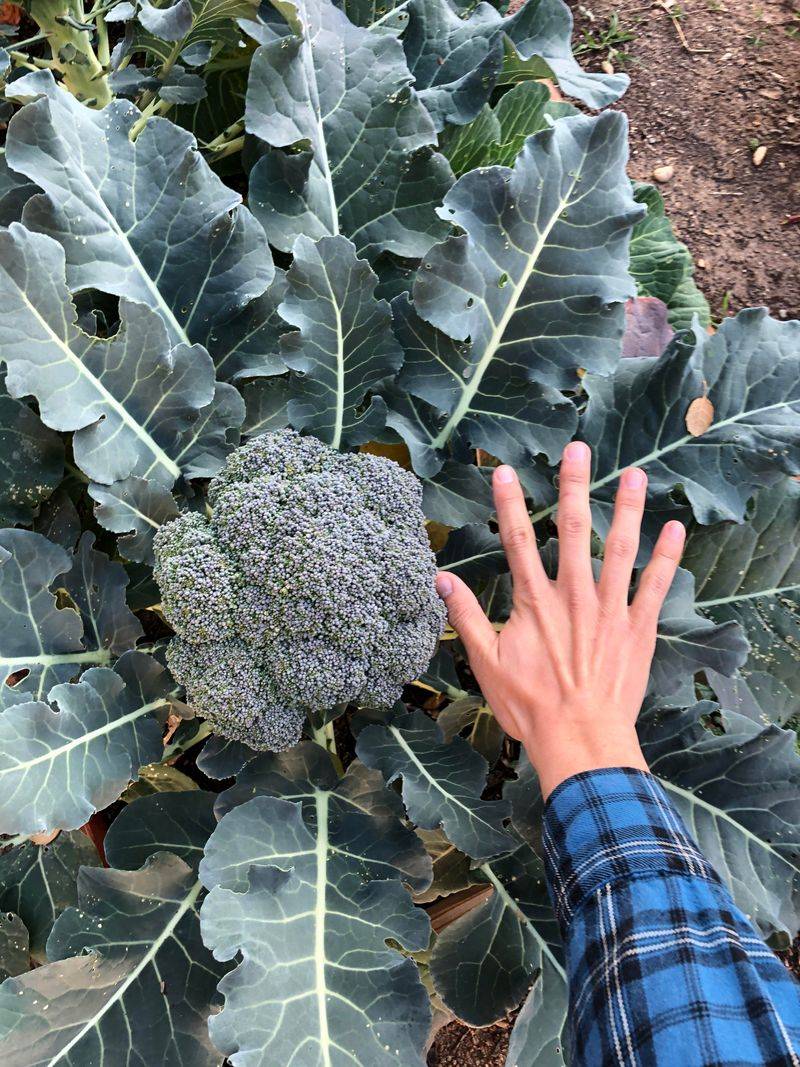 Broccoli Can Take Less Sun